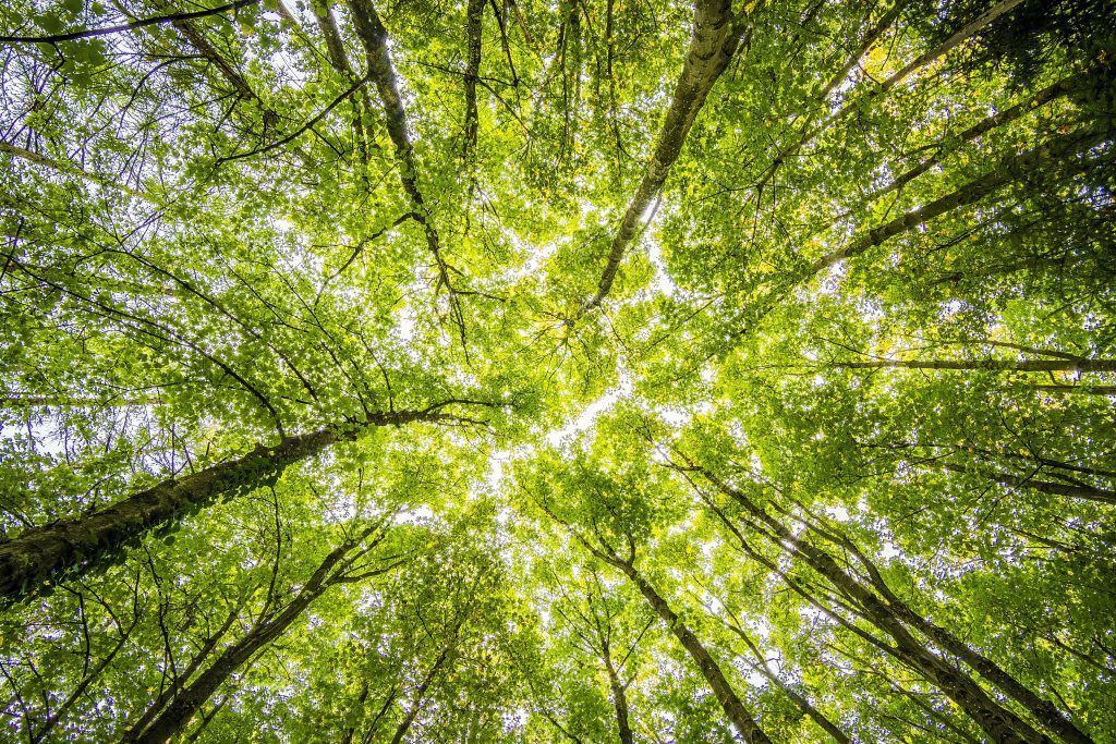 https://www.pexels.com/id-id/foto/worms-eyeview-of-green-trees-957024/